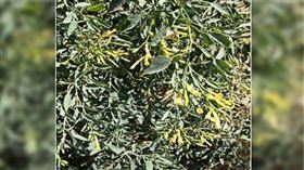 名家專用／NOW健康／台南曾傳1家4口因誤食樹菸草導致中毒，食藥署呼籲不要任意摘採野菜食用。(勿用)