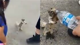 影／超萌松鼠討水喝！百萬人心融化了
松鼠,礦泉水,討水,印度
翻攝自推特