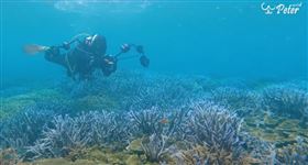 潛水（圖／彼得哇哇叫提供）