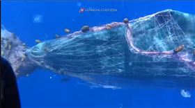 抹香鯨哀嚎…遭巨大漁網纏住！潛水員花了3天「還沒割完」。（圖／翻攝自guardiacostiera臉書）