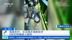福建漁工拔光海豚牙齒被捕（圖／翻攝自央視）