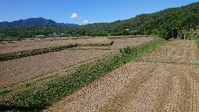 高溫炎熱　花蓮農耕缺水