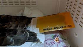 三倍券塑膠套可救猛禽！急募200片7小時達標「尾巴收到滿滿愛心」（圖／翻攝自台灣猛禽研究會）