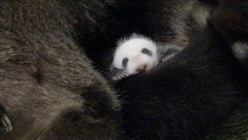 大熊貓寶寶終於回到媽媽「圓圓」的懷抱。（圖／臺北市立動物園提供）