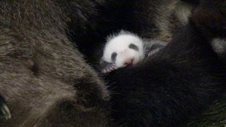 我回來了！大貓熊寶寶重回媽媽懷抱