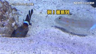 吐沙搗亂遭活逮　白魚轉身使出大絕招
