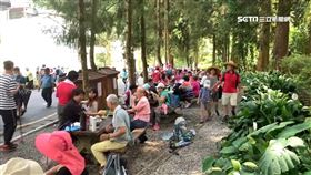 人比樹多! 銀髮族1週4天溪頭