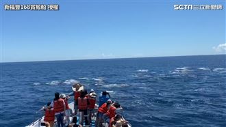 千隻海豚現身牛奶海　壯觀綿延1km