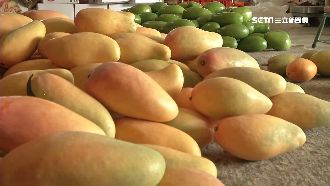 大賺7百萬　芒果宅配商機將創新高點