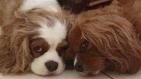 傑克森與托比總是形影不離。（圖／翻攝自Linda Raff推特） 