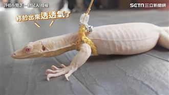 親人小巨獸　白化澤巨蜥竟要價58萬