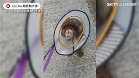 ▲貴賓犬看到小孩亂動就會失控亂吼。（圖／Eric Ko 超級馴犬師 授權）