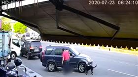 黑狗,輾斃,來回,踹狗,基隆／新竹爆料公社