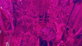 大麻,沙拉,溫室,新北,翻攝畫面