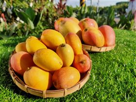 各式各樣的芒果