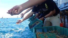 豐裕海洋資源  水試所澎湖放流鳳螺台電尖山電廠攜手水產試驗所澎湖海洋生物研究中心，23日在湖西等海域放流6萬5000顆鳳螺，每顆約在1公分，是由中心自行培育，盼增育澎湖海洋漁業資源。（水試所澎湖海洋生物研究中心提供）中央社  109年7月23日