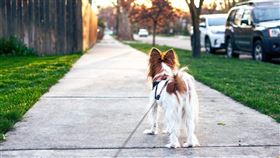 遛狗。(圖/Pixabay)