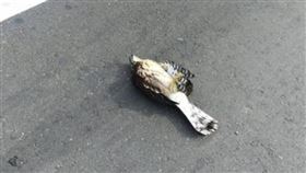  騎車撞到鳳頭蒼鷹（圖／當事人授權提供）