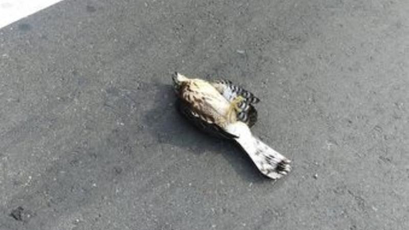 騎車撞到鳥…他一看嚇壞　網喊買彩券