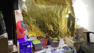 交友軟體「互相交流」　男自學種大麻