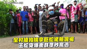 全村搶拍擒拿巨蛇驚險現場　王蛇突爆衝群眾秒瘋逃