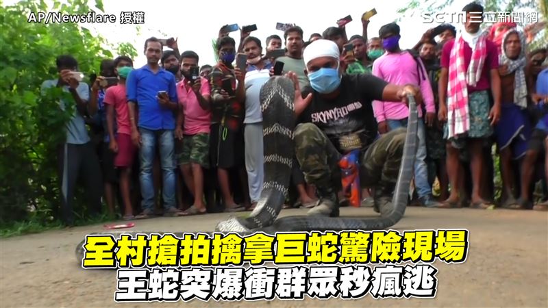 全村搶拍擒蛇現場　王蛇爆衝民眾秒逃