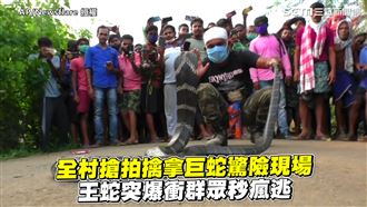 全村搶拍擒蛇現場　王蛇爆衝民眾秒逃