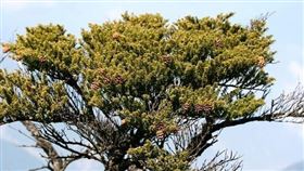 台灣鐵杉
圖／翻攝自台灣國家公園
https://npgis.cpami.gov.tw/public/detail/SpeciesDetail.aspx?SP_ID=201110