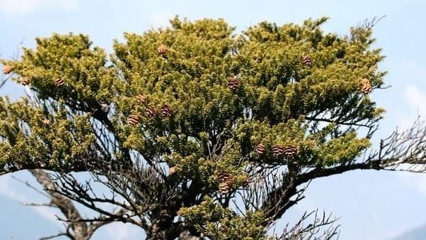 百年鐵杉古木遭刺青、火紋　山友不捨