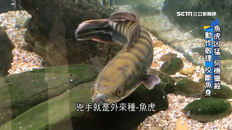 外來種曾達9成　日月潭祭4方法移除