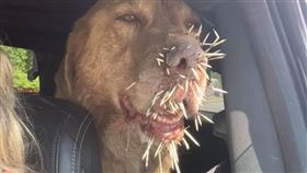 2流浪狗激戰豪豬　鼻子上插滿百根刺（圖／翻攝自Speranza Animal Rescue臉書）