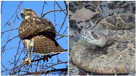 紅尾鵟,響尾蛇
（示意圖／攝影者Chen Isaac、ABERLIN2009, flickr CC License） 
https://www.flickr.com/photos/97971437@N04/10185827396
https://www.flickr.com/photos/aberlin2009/6876919394