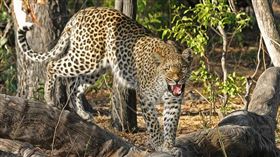 花豹，獵豹，保育類，小花豹，幼豹（圖／翻攝自Pixabay）
