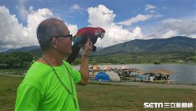 上百隻金剛鸚鵡現身台東池上超壯觀。（圖／記者王浩原攝）