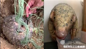 穿山甲遭網綁脖　獲救後…牠眼神道謝