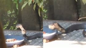 爬美崙山　他驚見眼鏡蛇「大吞白飯」（圖／翻攝自花蓮縣議員吳東昇臉書）