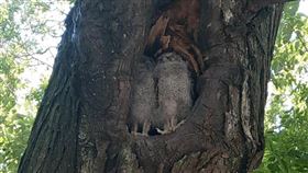 樹洞有貓頭鷹家族　隔日他見1幕傻眼（圖／翻攝自爆廢公社公開版臉書）