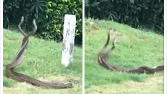 罕見！台中打高爾夫驚見6M雙蛇激戰