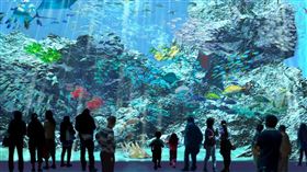 北台灣最美水族館桃園「Xpark」夏天開幕。（圖／業者提供）