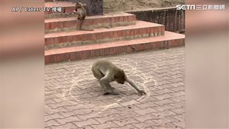 猴子瘋狂旋轉畫圓圈　網：有藝術天分