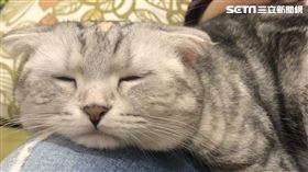 貓咪,毛小孩,貓,可愛（圖／翻攝自IG咪咪的咪）需要授權