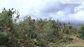 機場旁樹木慘遭斷頭。（圖／記者王浩原攝影）