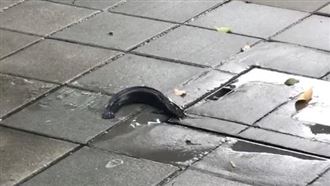 雨彈轟炸後…板橋竟出現「野生土虱」