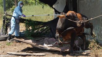 金門牛結節疹疫苗　注射率已達8成