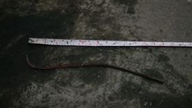 地震異象！南投天受宮竄出巨型大蚯蚓(圖/南投天受宮提供)