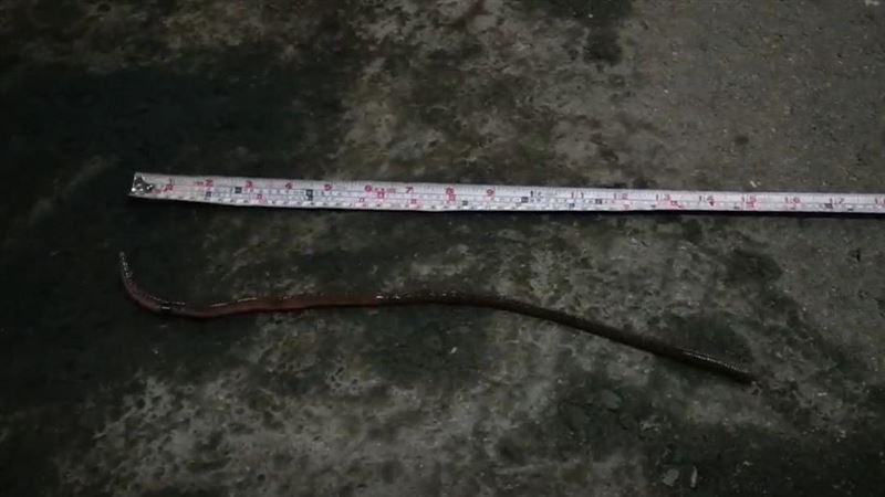 地震異象？南投天受宮竄巨蚯蚓大如蛇