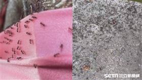 彰化竄「疣胸琉璃蟻」／彰化市民代表韓德生授權提供