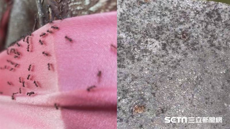 大量黑色蟻軍入侵彰化　專家曝原因