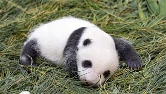 圓仔妹滿月　網友搞笑取名：粉圓芋圓