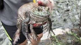 田邊抓到「巨大牛蛙」！網一看秒搖頭…牠最後結局超悲慘（圖／翻攝自PTT）